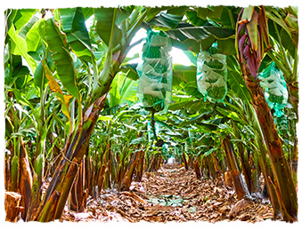 Rangées de bananiers dans une plantation de bananes